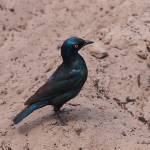 Lamprotornis nitens; Red-shouldered Glossy-starling;...