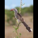 Tockus erythrorhynchus; Redbilled Hornbill; calau...