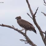 Polemaetus bellicosus; Martial Eagle; àguila marcial;...