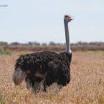 Struthio camelus; Ostrich; estruç; avestruz