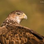 Aquila fasciata-guila-azor perdicera (digiscoping...