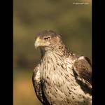 Aquila fasciata-guila-azor perdicera (04.10.2012)