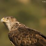 Aquila fasciata-guila-azor perdicera (04.10.2012)