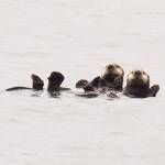 Enhydra lutris-Sea Otter
