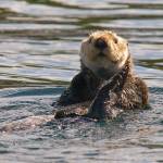 Enhydra lutris-Sea Otter