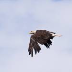Haliaetus leucocephalus-Bald Eagle