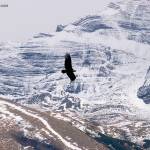 Condor sobre el glaciar