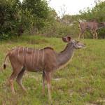 Tragelaphus strepsiceros; Greater Kudu; cudú gros; gran...
