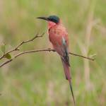 Merops nubicoides; Southern Carnine Bee-eater; abellerol...