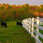 Atardecer y vacas, New Gloucester, Maine