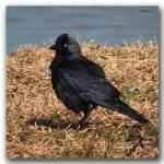 Corvus monedula-Grajilla (Digiscoping)